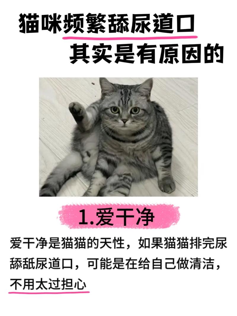 安个家爱干净放松啦！（为什么主人摸哪里猫就舔哪里）