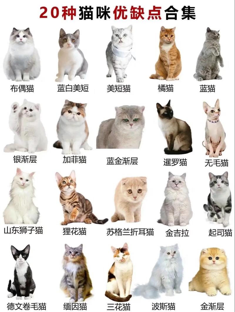 选对幼猫品种？看体型毛发性格！（幼猫怎样看品种好不好）