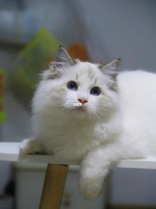 公猫2.5-3.5公斤，母猫2-3公斤（5个半月公布偶猫该是多少斤）