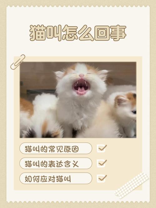 喵叫是猫情感表达，认真倾听回应，增进信任（猫叫的时候不理它）