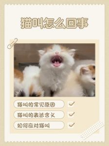 喵叫是猫情感表达，认真倾听回应，增进信任（猫叫的时候不理它）