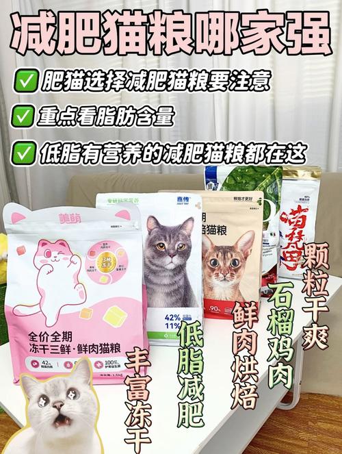 科学选粮，帮猫咪健康减肥（哪个减肥猫粮最有效）
