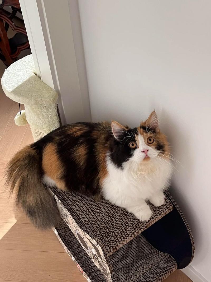 三花猫择偶高，颜值也重要（三花色布偶猫图片）
