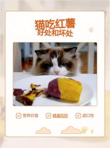 幼猫肠胃弱，地瓜要少吃（幼猫可以吃地瓜吗）