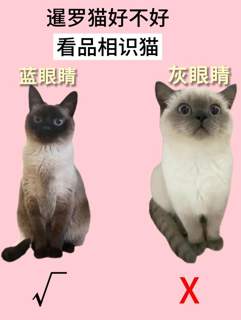 暹罗猫与无毛猫的电影风采（暹罗猫在哪个电影出现外星猫）