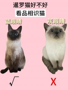 暹罗猫与无毛猫的电影风采（暹罗猫在哪个电影出现外星猫）