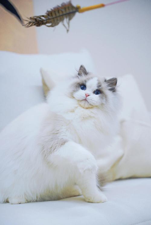 颜值高又温柔，暖心小宝贝（布偶猫颜值最高猫）