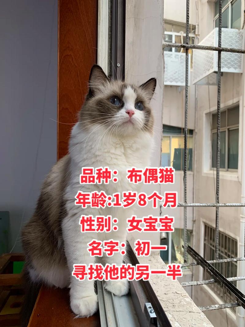 布偶猫成长体重变化及喂养（布偶猫体重年龄对照表）