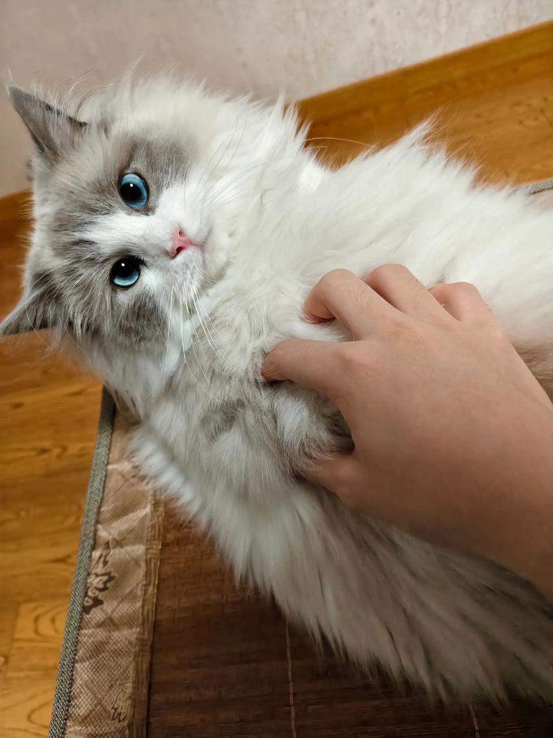 偶遇流浪猫，救助纯种布偶，归还财富，善良最宝贵（100万布偶猫照片）