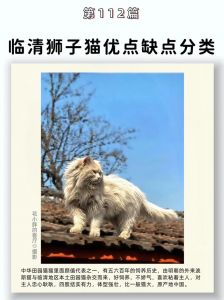 北京大觉寺猫咪多，晒太阳打盹成风景（狮子猫路遇在北京哪个地方）