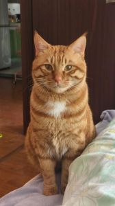 苏辰寻目标，智勇成长传奇（养了只橘猫全部作品）