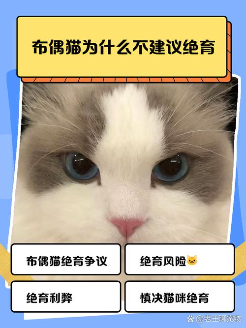布偶猫绝育好处多，健康快乐寿命长（布偶猫绝育有什么好处吗）