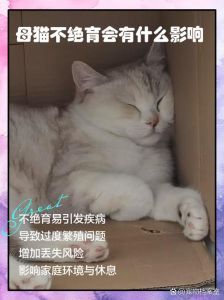 母猫绝育好处多，健康稳定更亲人（母猫不绝育会有什么影响）