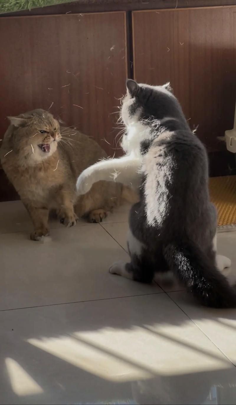 两只公猫打架怎么办？绝育渐进是关键！（养两只公猫会打架吗）