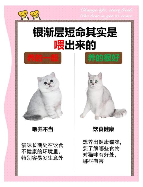 健康零食，注意烹饪与过敏（小猫吃虾有什么好处）