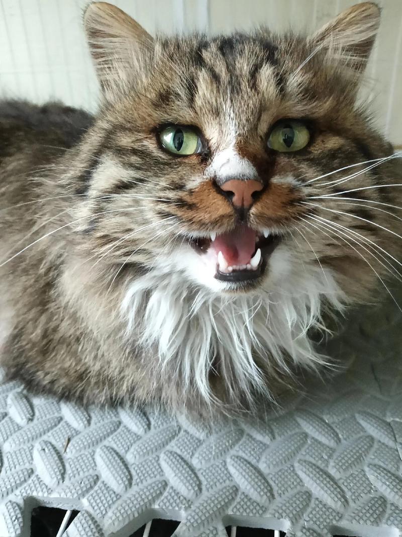 被误解的混血小可爱（串串猫是凶猫还是吉猫）
