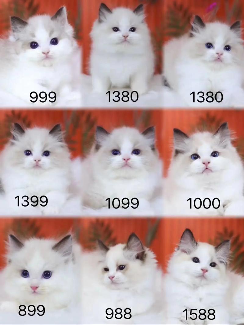 警惕低价布偶猫！1000元或有问题，养猫需谨慎（布偶猫1000块贵吗）