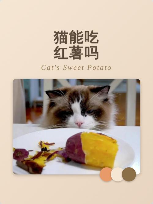 红薯可喂猫，但需煮熟去皮控量，肉食猫不宜多食（猫可以天天吃红薯嘛）