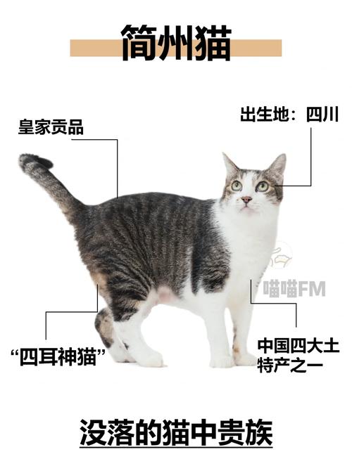 简州猫四耳特征识别（简州猫的四耳怎么看）