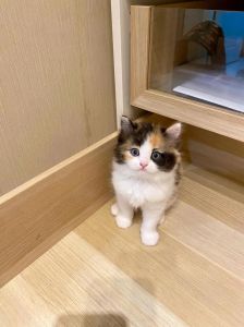如何区分黑脸小可爱？（布偶猫暹罗猫三花）