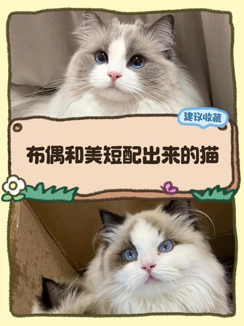 布偶猫11月成熟，别早配，等第二次发情再考虑（布偶猫11个月能配吗）