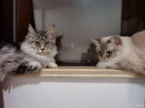 母猫发情嚎叫乱尿？科学绝育是关键！（母宠物猫发情期怎么解决）