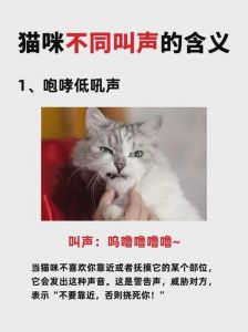猫咪不理人？可能是它累了，或不想被打扰（为啥叫猫咪的时候他不理你）