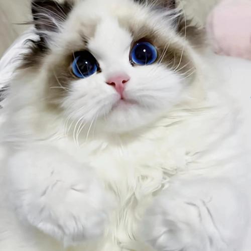高颜值好性格的布偶猫品相要点（品相好的布偶猫图片）