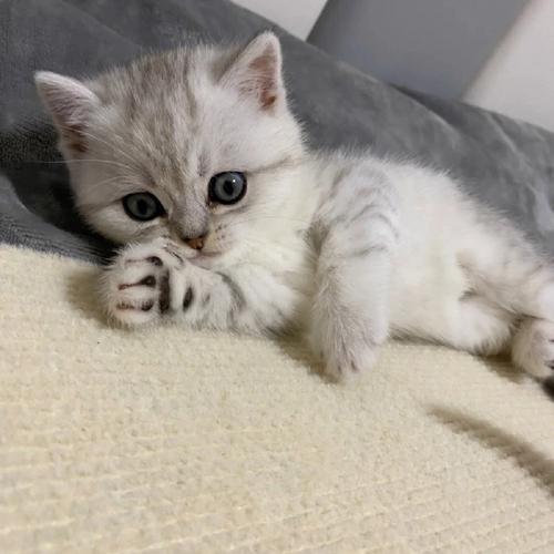 优雅纯种特征解析（正宗银渐层猫图片）