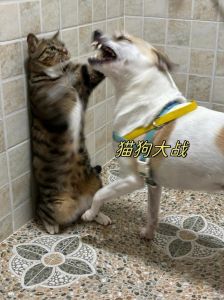 狗猛猫捷，智慧性格各不同（猫和狗打架哪个更厉害为什么）