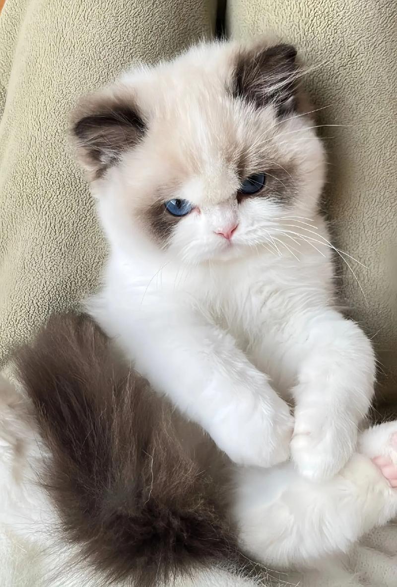 人类仙女猫，猫咪眼中的缺点？（布偶在猫的眼里的样子图片）