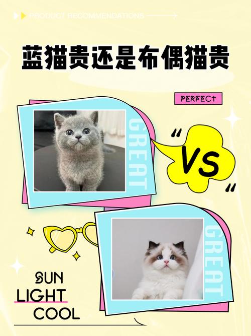 低价猫风险高，健康幸福最重要（布偶和蓝猫配出来的猫值钱吗）