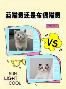 低价猫风险高，健康幸福最重要（布偶和蓝猫配出来的猫值钱吗）