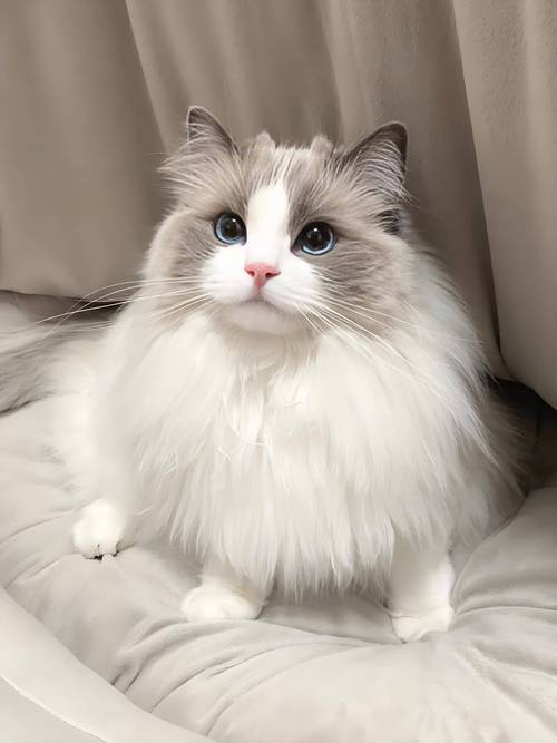 流浪布偶猫公母选哪个好？（公子的布偶猫）