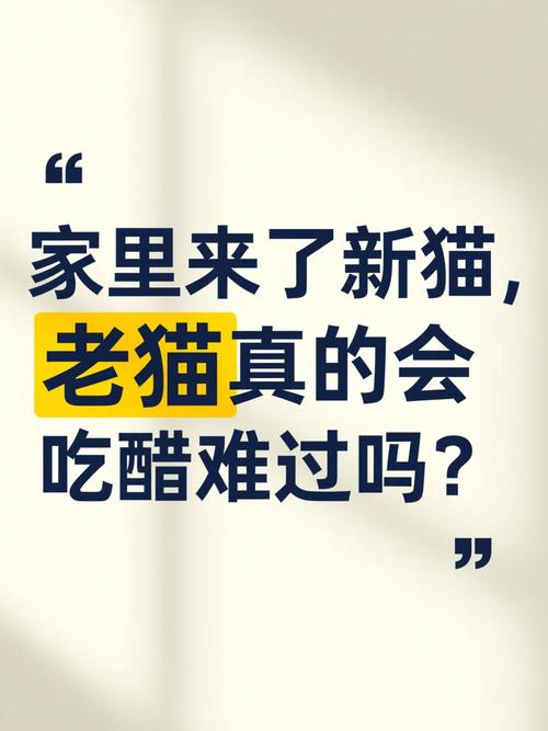新猫老猫相处难？温柔引导有妙招！（来了新猫老猫会难过吗）
