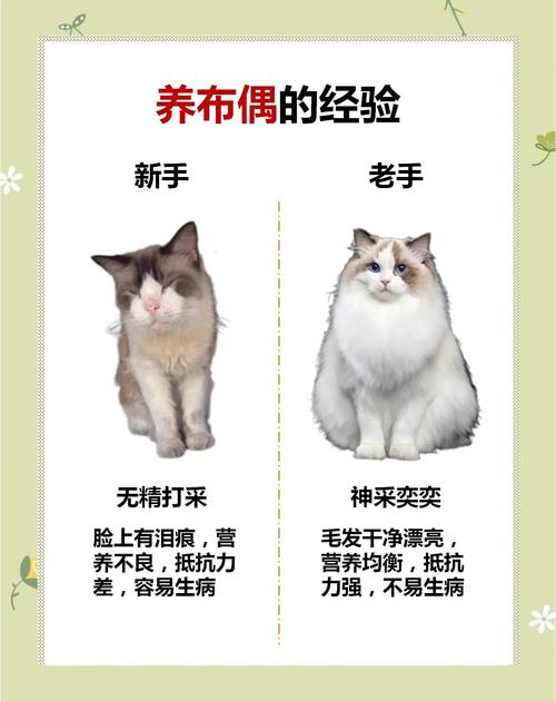 肉粮搭配保健康（布偶猫每天吃肉可以吗）