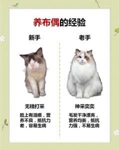 购吃医怎么花？（布偶猫日常饲养成本明细）