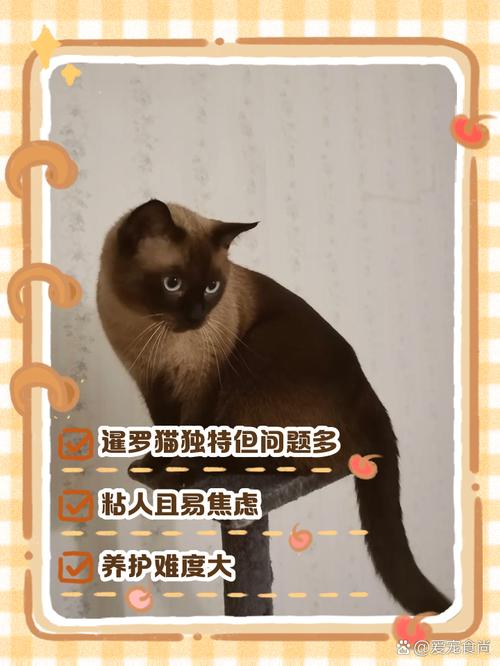 猫狗象征意义今何在？（为什么富人都不养猫）