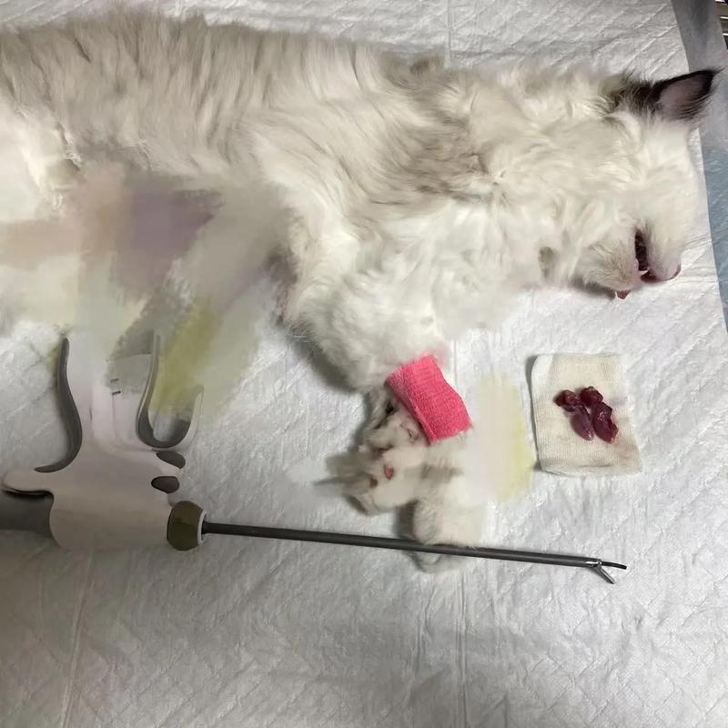 布偶猫绝育时机很重要（布偶母猫需要绝育吗）