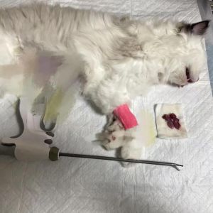 布偶猫绝育时机很重要（布偶母猫需要绝育吗）