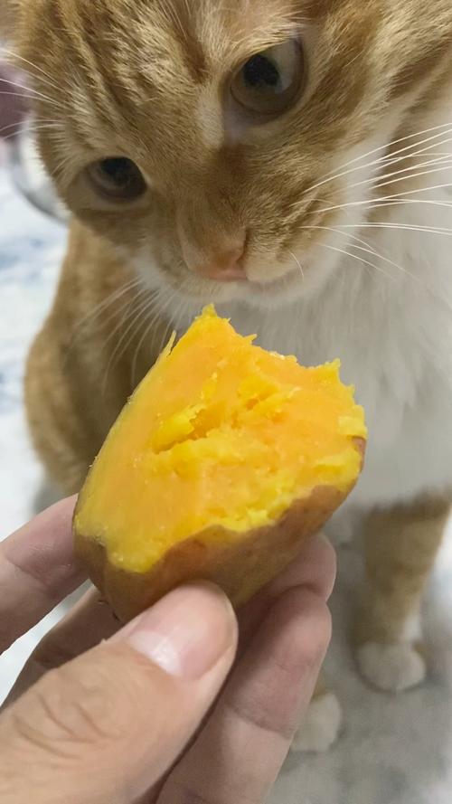 地瓜能喂猫吗？煮熟适量是好零食（小猫吃地瓜好不好）