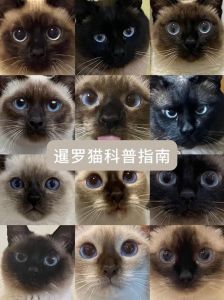 皇室珍宝，高颜值忠犬，现代家庭好伴侣（泰猫和暹罗猫的区别）