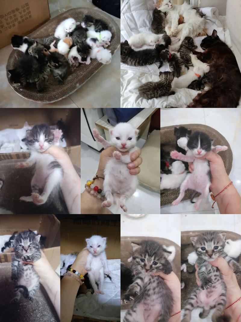 颜值多样更健康，纯种猫贵有风险（串串猫图片）