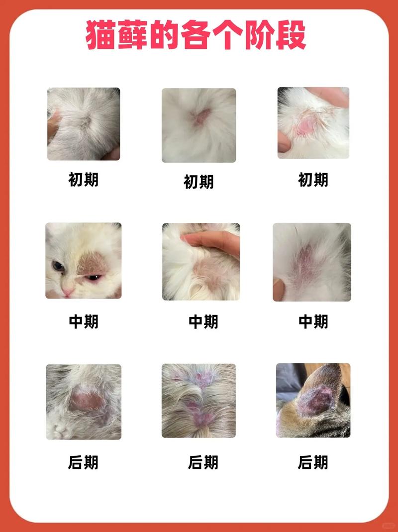 猫咪长白毛？原因多，需注意健康（猫虚白了是不是老猫）