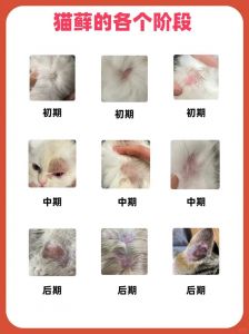 猫咪长白毛？原因多，需注意健康（猫虚白了是不是老猫）