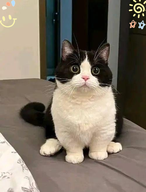 预算有限养猫，选这几种实用又温情（建议穷人养的10种猫）