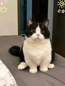 预算有限养猫，选这几种实用又温情（建议穷人养的10种猫）