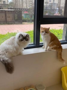 橘猫热情亲人，布偶优雅贵需打理，和谐最重要！（橘猫和布偶猫哪个高贵）