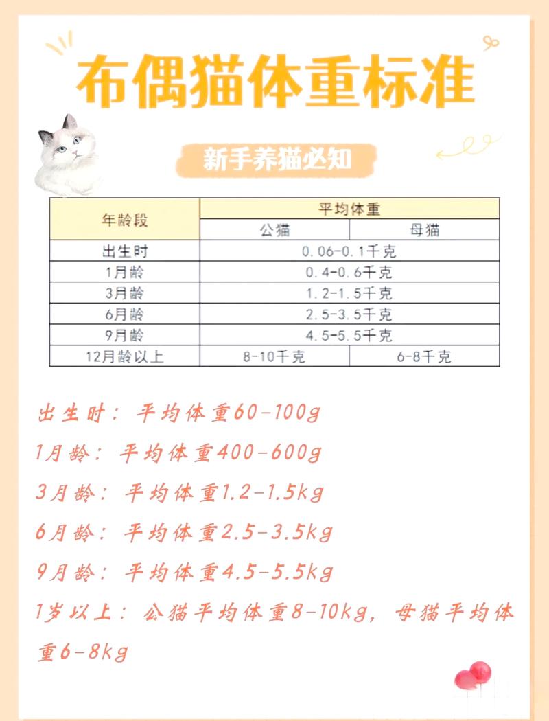 布偶猫体重变化及管理（布偶猫正常体重范围）