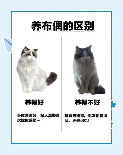 布偶幼猫慎饮银耳汤，辅助喂养需注意（两个月布偶猫咪能喝银耳汤吗）